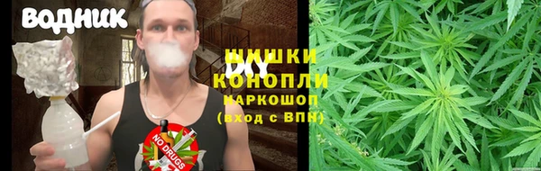 прущие грибы Новозыбков